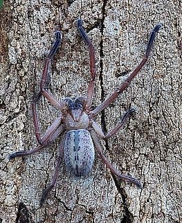 Huntsman spider - Delena cancerides  Australia,Delena cancerides,Eamw spiders,Eamw spiders huntsman,Geotagged,Winter