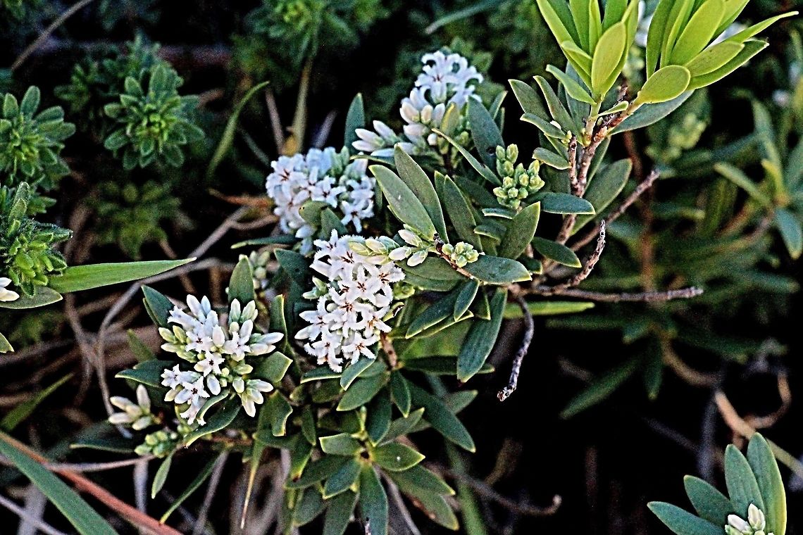 The Coast beard - heath ( Leucopogon parviflorus)  Australia,Coast beard-heath,Geotagged,Leucopogon parviflorus,Winter