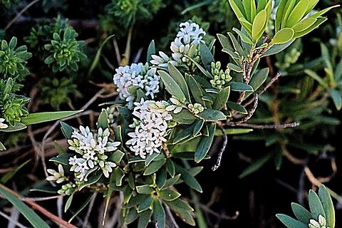 The Coast beard - heath ( Leucopogon parviflorus)  Australia,Coast beard-heath,Geotagged,Leucopogon parviflorus,Winter