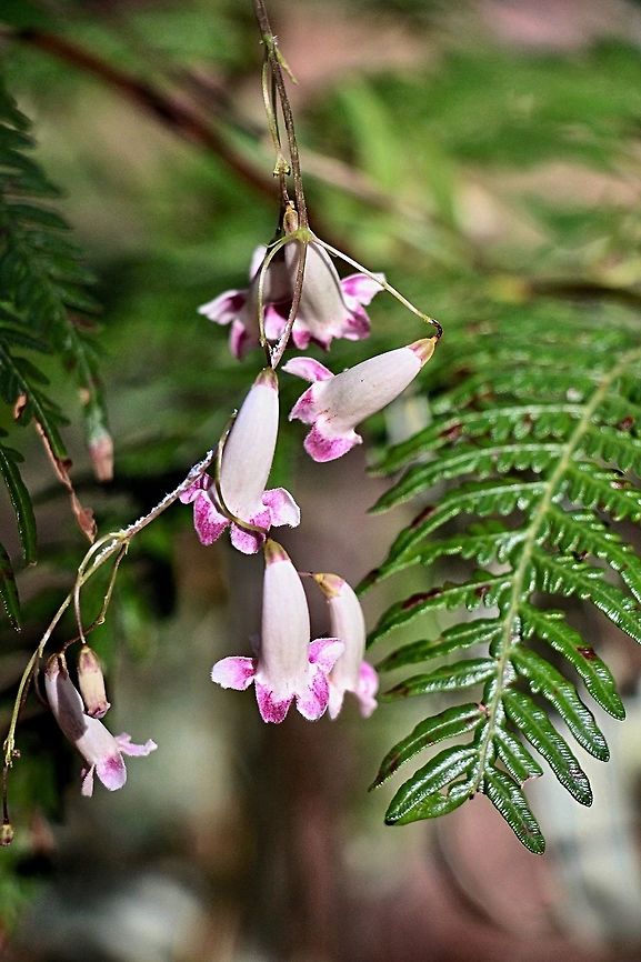 Unidentified- flowering vine .Possibly Genus - Pandora  Australia,Geotagged,Pandora pandorana,Pandorea pandorana,Winter