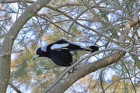 Australian Magpie - Gymnorhina tibicen  Australia,Australian magpie,Geotagged,Gymnorhina tibicen,Winter
