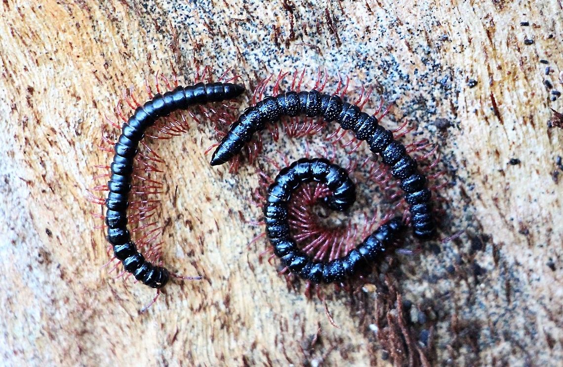 Unidentified millipedes from Hunter region NSW 5 to 6 cm long .Found under bark of eucalyptus tree. Australia,Geotagged,Winter