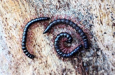 Unidentified millipedes from Hunter region NSW 5 to 6 cm long .Found under bark of eucalyptus tree. Australia,Geotagged,Winter