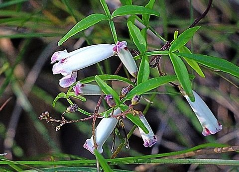 Possibly Genus - Pandorea Flower approx. 20 mm  Australia,Geotagged,Pandora pandorana,Pandorea pandorana,Winter