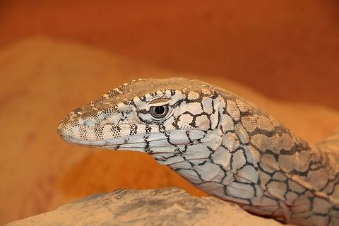 Perentie monitor- Varanus giganteus Portrait taken in Featherdale wildlife park. Australia,Fall,Geotagged,Perentie,Varanus giganteus