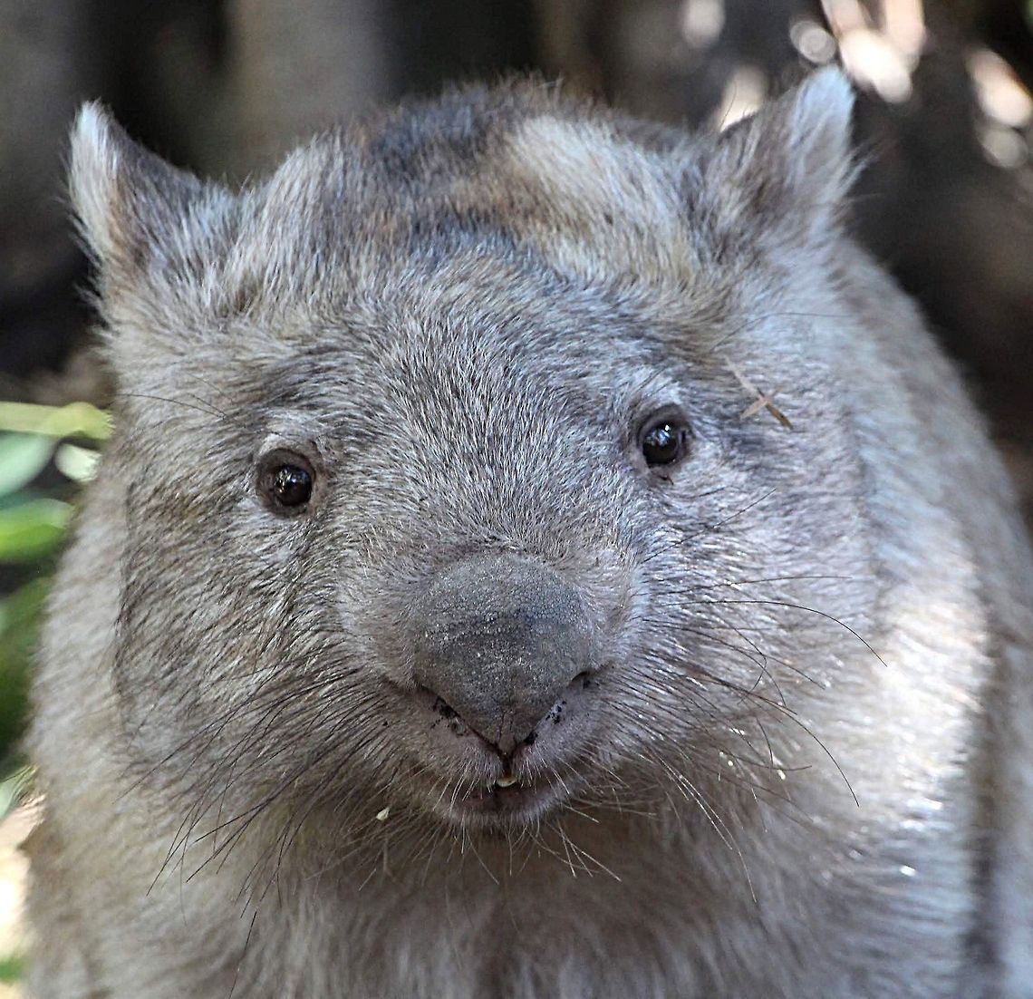 Common wombat - Vombatus ursinus Featherdale wildlife park NSW AUSTRALIA  Australia,Fall,Geotagged,Vombatus ursinus,common wombat