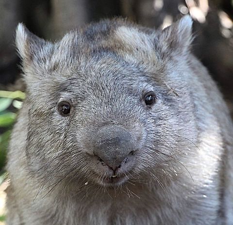 Common wombat - Vombatus ursinus Featherdale wildlife park NSW AUSTRALIA Australia,Fall,Geotagged,Vombatus ursinus,common wombat