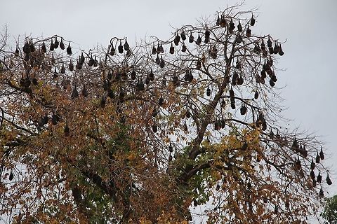 Grey-headed flying fox- Pteropus poliocephalus The estimate of the bat colony in Bairnsdale ( eastern Victoria)  is around 5000 individuals. The photo is only of bats in one of the roosting trees . Australia,Fall,Geotagged,Grey-headed flying fox,Pteropus poliocephalus