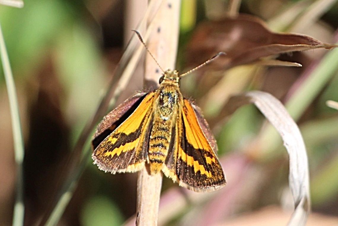 Narrow - Brand Grass- dart. -  Ocybadistes flavovittata  Australia,Eamw butterflies,Geotagged,Ocybadistes flavovittata,Winter,eamw skippers