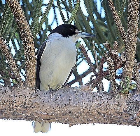 Grey butcher bird - Cracticus torquatus Perching in a Bunga pine. Australia,Cracticus torquatus,Geotagged,Grey Butcherbird,Winter