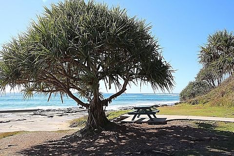 Screw pine - Pandanus spiralis Growing in coastal reserves.  Australia,Geotagged,Pandanus spiralis,Winter