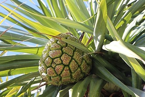 Fruit of screw pine - Pandanus spiralis  Australia,Geotagged,Pandanus spiralis,Winter