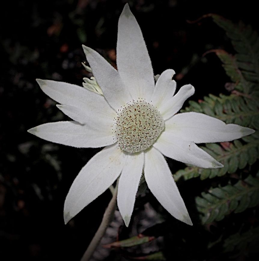 The flannel flower - Actinotus helianthi  Actinotus helianthi,Australia,Flannel Flower,Geotagged,Winter