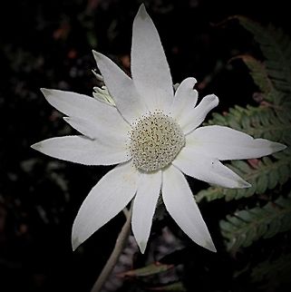 The flannel flower - Actinotus helianthi  Actinotus helianthi,Australia,Flannel Flower,Geotagged,Winter