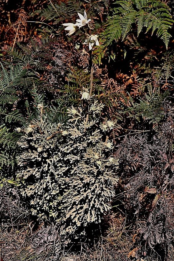 The flannel flower - Actinotus helanthi  Actinotus helianthi,Australia,Flannel Flower,Geotagged,Winter