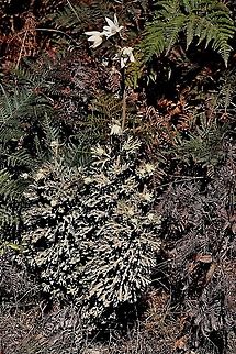 The flannel flower - Actinotus helanthi  Actinotus helianthi,Australia,Flannel Flower,Geotagged,Winter