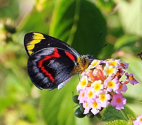 Common jezebel - Delias nigrina Searching for nectar on lantana flowers growing in a coastal reserve Australia,Delias nigrina,Eamw butterflies,Geotagged,Winter