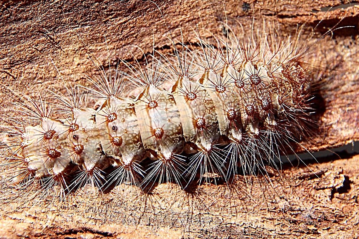 Unidentified caterpillar ( Family - Lycaenidae ) Many Australian members of the butterfly family Lycaenidae (Blues, Coppers, Hairstreaks, Azures) have an unusual association with ants: they have specialized organs or glands that secrete substances that may attract, appease or reward ants. ... Each butterfly species is usually associated with a single ant species.<br />
<a href="https://australianmuseum.net.au" rel="nofollow">https://australianmuseum.net.au</a> &rsaquo; ly...<br />
 Australia,Eamw caterpillars,Eamw moth,Geotagged,Winter,unidentified