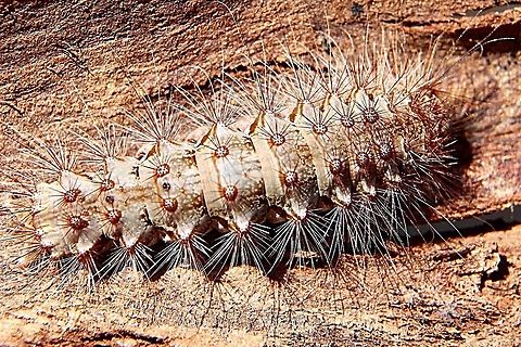 Unidentified caterpillar ( Family - Lycaenidae ) Many Australian members of the butterfly family Lycaenidae (Blues, Coppers, Hairstreaks, Azures) have an unusual association with ants: they have specialized organs or glands that secrete substances that may attract, appease or reward ants. ... Each butterfly species is usually associated with a single ant species.
https://australianmuseum.net.au › ly...
 Australia,Eamw caterpillars,Eamw moth,Geotagged,Winter,unidentified