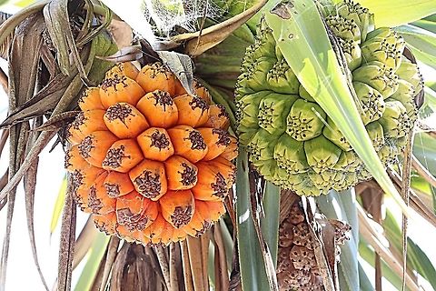Screw pine - Pandanus spiralis Showing a ripe fruit and unripe fruit Australia,Geotagged,Pandanus spiralis,Screwpine,Winter