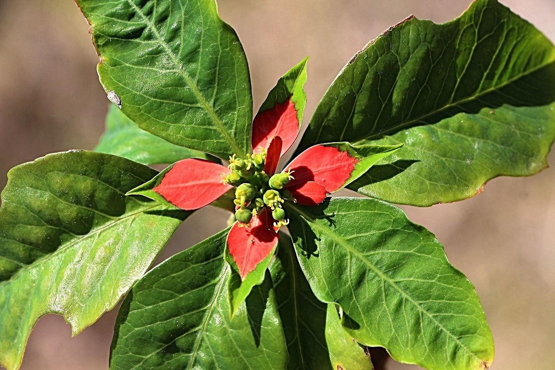 Paintedleaf - Euphorbia cyathophora  Australia,Euphorbia cyathophora,Geotagged,Paintedleaf,Winter