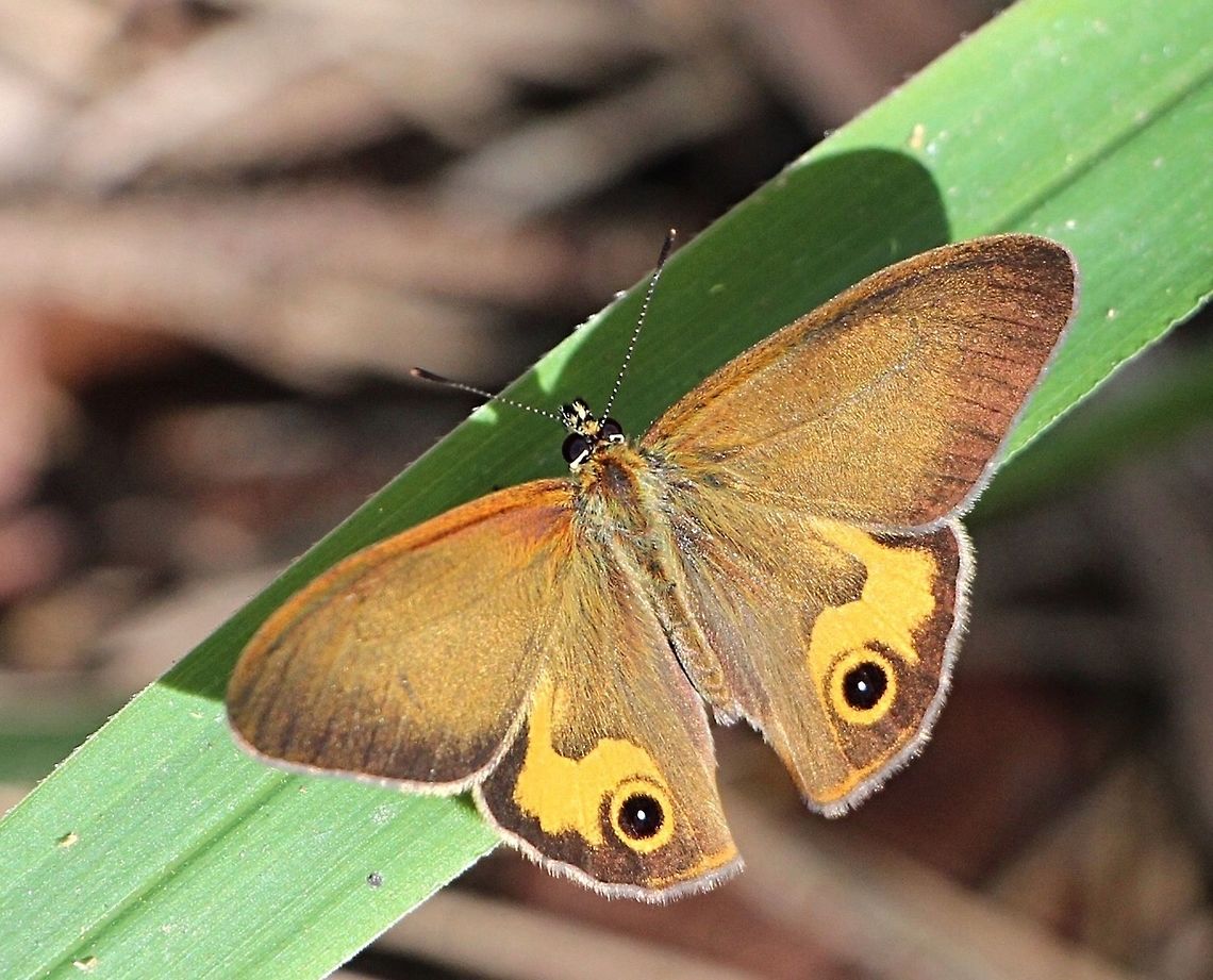 Common brown ringlet - Hypocysta metirius  Australia,Eamw butterflies,Geotagged,Hypocysta metirius,Winter