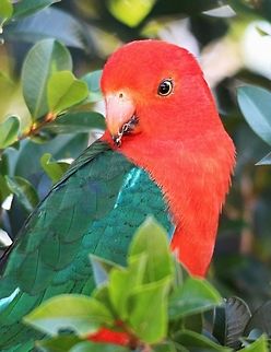 Australian king parrot - Alisterus scapular is  Alisterus scapularis,Australia,Australian king parrot aka muaiz,Geotagged,Winter