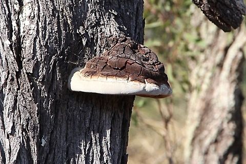 Fomes fomentarius .  Australia,Fomes fomentarius,Geotagged,Winter