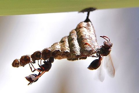 Small brown paper wasp - Ropalidia revolutionalis  Australia,Geotagged,Ropalidia revolutionalis,Small brown paper wasp,Winter