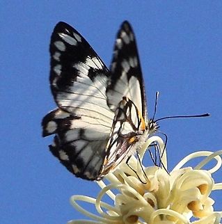 Caper white - Belenois Java Feeding on Grevillia flowers Australia,Belenois java,Caper white,Eamw butterflies,Geotagged,Summer,Winter