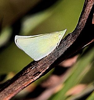 Unidentified species of plant hopper  Australia,Geotagged,Winter