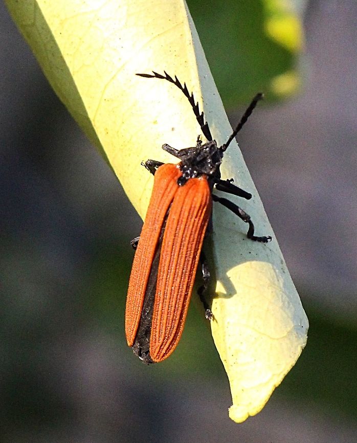 Red Shoulder Lyciu Beetle - genus Porrostoma sp.  Australia,Geotagged,Red shouldered lycid beetle,Trichalus ampliatus,Winter