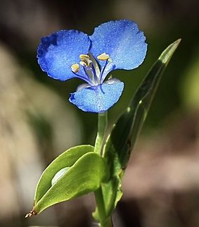 Scurvy weed - Commelina cyanea  Australia,Commelina cyanea,Geotagged,Scurvy weed,Winter