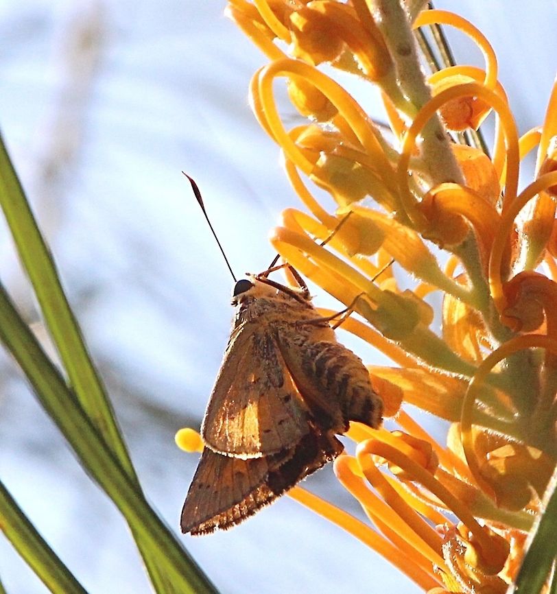 Yellow palm dart - Cephrenes trichopepla  Australia,Cephrenes trichopepla,Eamw butterflies,Geotagged,Winter,Yellow palm dart,eamw skippers