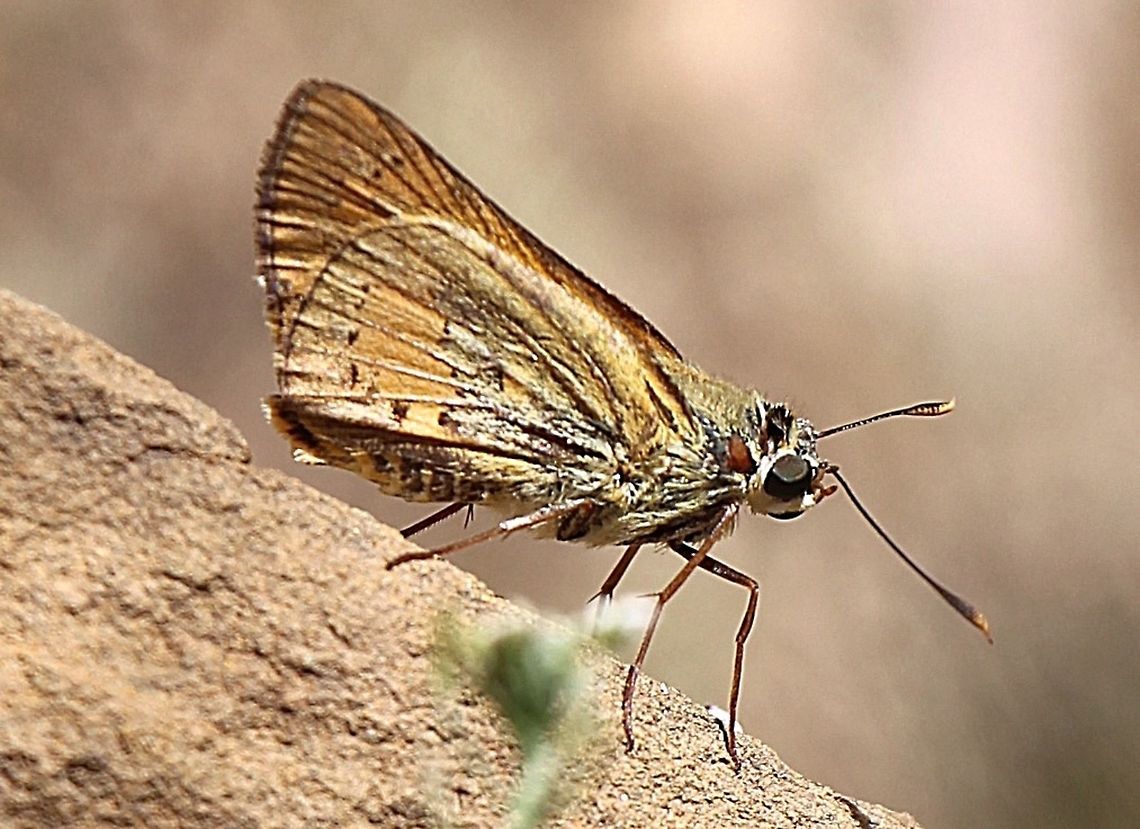 Yellow palm dart - Cephrenes trichopepla  Australia,Cephrenes trichopepla,Eamw butterflies,Geotagged,Winter,Yellow palm dart,eamw skippers