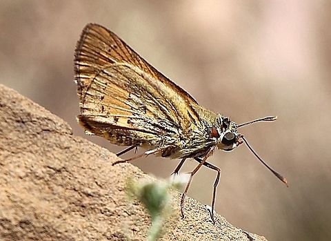 Yellow palm dart - Cephrenes trichopepla  Australia,Cephrenes trichopepla,Eamw butterflies,Geotagged,Winter,Yellow palm dart,eamw skippers