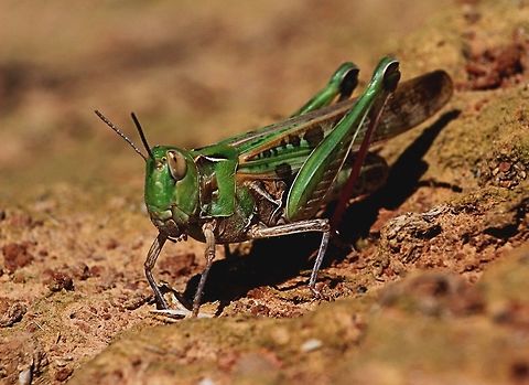 Australian plague locust - Chortoicetes terminifera Australia,Australian plague locust,Chortoicetes terminifera,Eamw grasshoppers,Geotagged