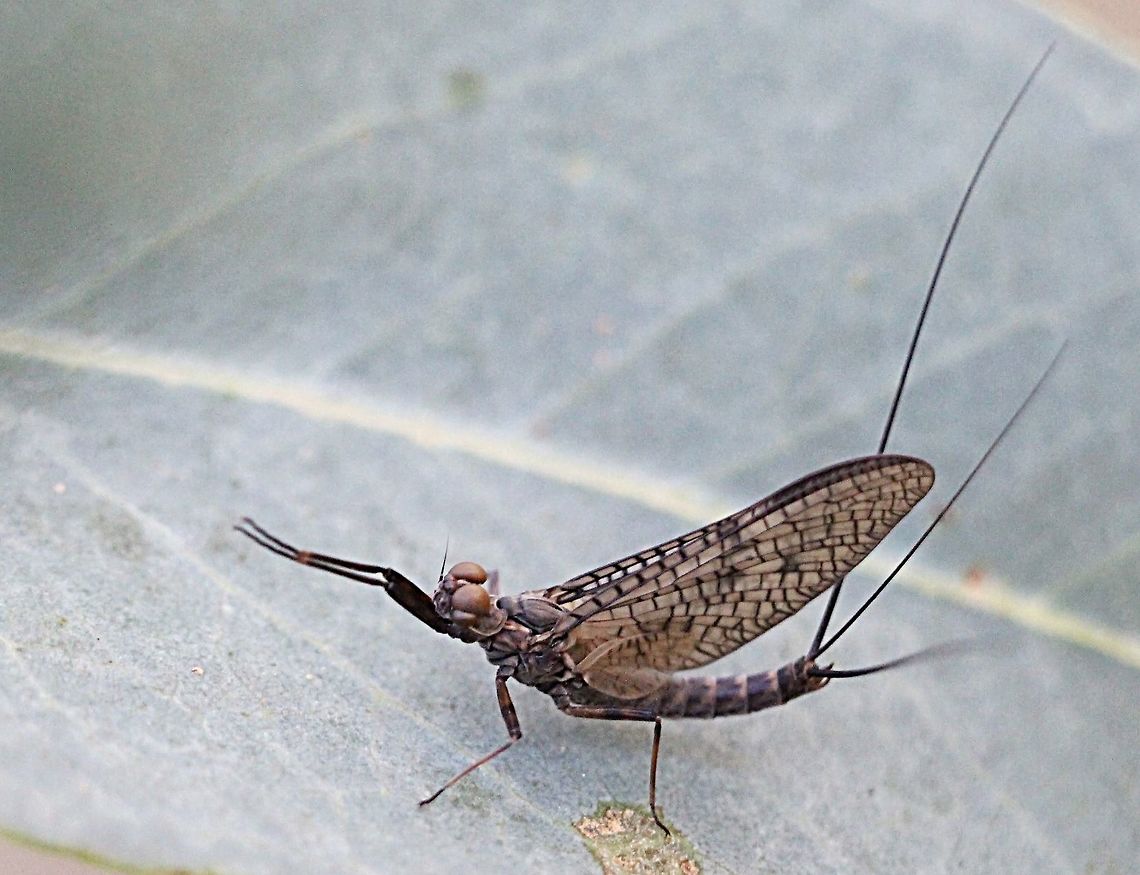 Unidentified species of mayfly - Family - Leptophlebiidae  Australia,Fall,Geotagged