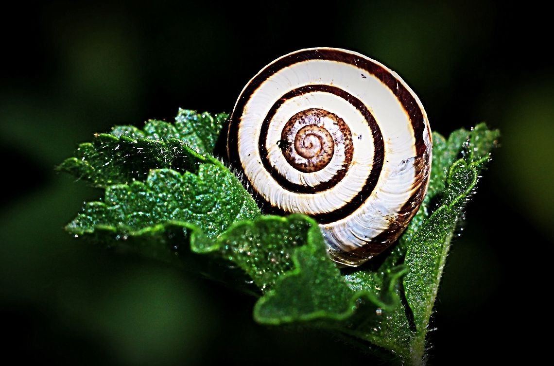 Unidentified species of land snail  Australia,Geotagged