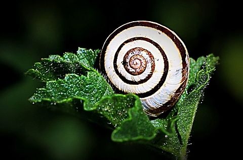 Unidentified species of land snail  Australia,Geotagged