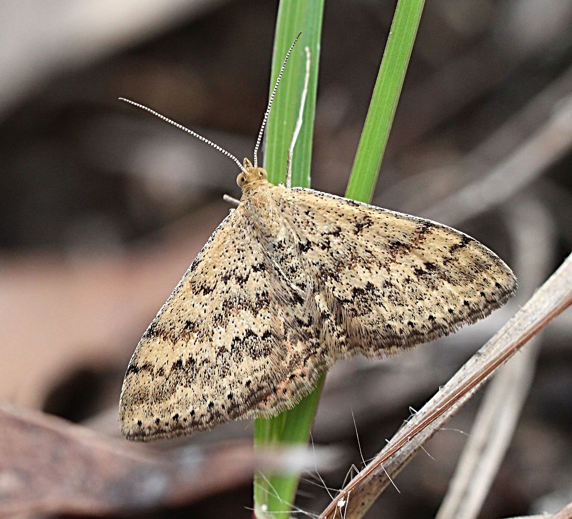 Moth species - Scopula rubraria  Australia,Beaconsfield VIC,Eamw moth,Fall,Geotagged,Scopula,Scopula rubraria