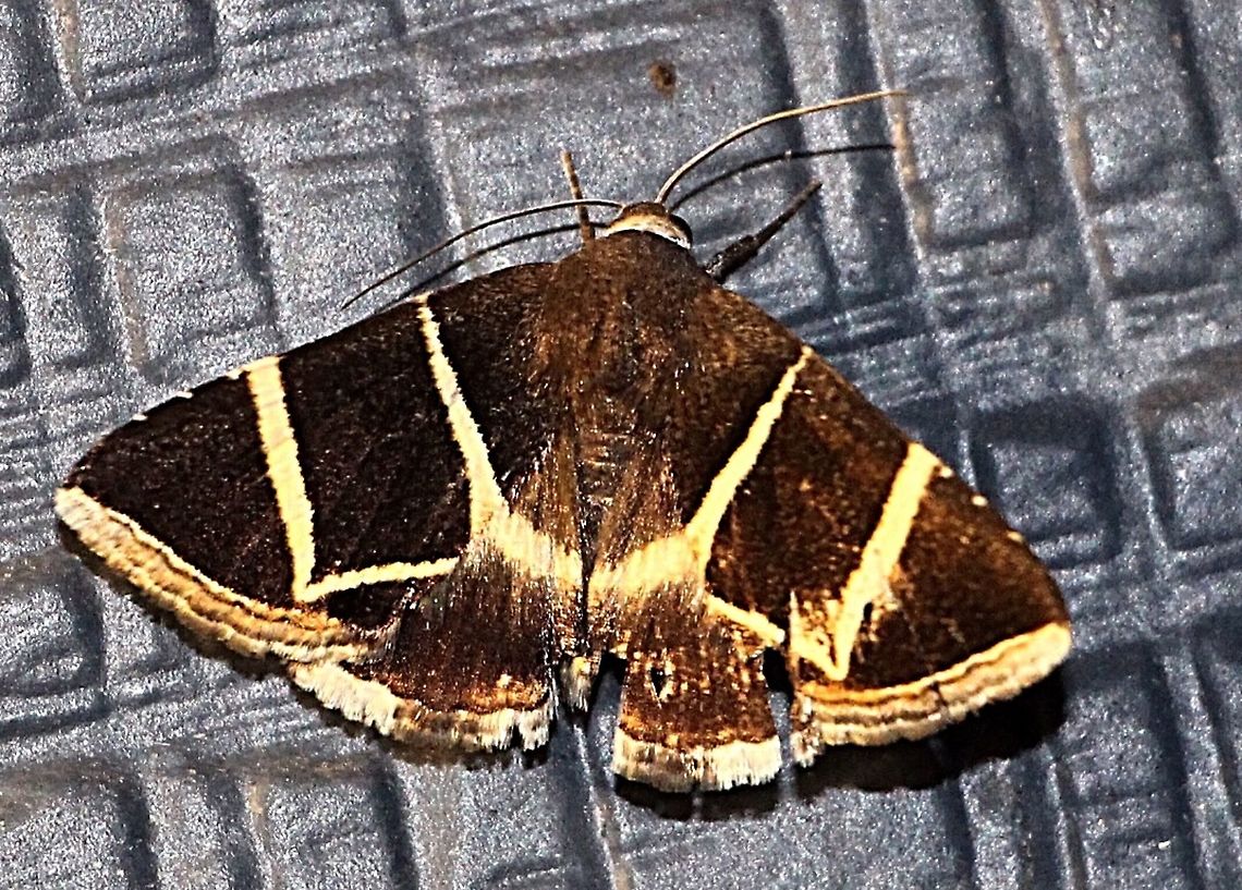 Grammodese justa Wingspan approx 35 mm to 40 mm Australia,Eamw moth,Geotagged,Grammodes justa,Grammodese ew,Winter