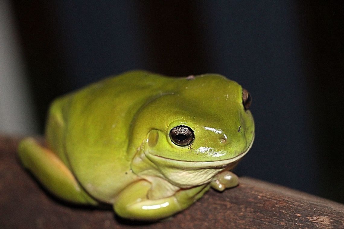 Australian green tree frog - Litoria caerulea Alwise nice to see them on the veranda trying to catch insects attracted to the lights. Australia,Australian green tree frog,Geotagged,Litoria caerulea,Winter
