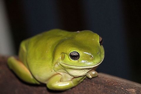 Australian green tree frog - Litoria caerulea Alwise nice to see them on the veranda trying to catch insects attracted to the lights. Australia,Australian green tree frog,Geotagged,Litoria caerulea,Winter