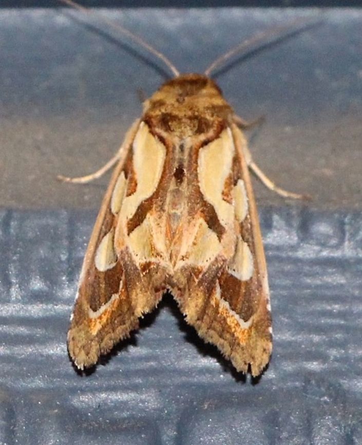 Green Blotched moth - Cosmodes elegans       The Cosmodes elegans is a common moth here and throughout much of coastal Australia. When new, they have bright green markings on the forewings, leading to its common name of "Green Blotched moth". Over time the intensity of the green fades as the moth loses scales. An older moths will often have the markings on the forewings but without the green colouring. The larvae feed on Lobelia (Lobeliacia) and Verbena (Verbinacea).<br />
Posted by Don at 17:09 1 comment:  Australia,Cosmodes elegans,Cosmodes ew,Eamw moth,Geotagged,Winter