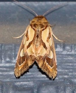 Green Blotched moth - Cosmodes elegans       The Cosmodes elegans is a common moth here and throughout much of coastal Australia. When new, they have bright green markings on the forewings, leading to its common name of "Green Blotched moth". Over time the intensity of the green fades as the moth loses scales. An older moths will often have the markings on the forewings but without the green colouring. The larvae feed on Lobelia (Lobeliacia) and Verbena (Verbinacea).
Posted by Don at 17:09 1 comment:  Australia,Cosmodes elegans,Cosmodes ew,Eamw moth,Geotagged,Winter