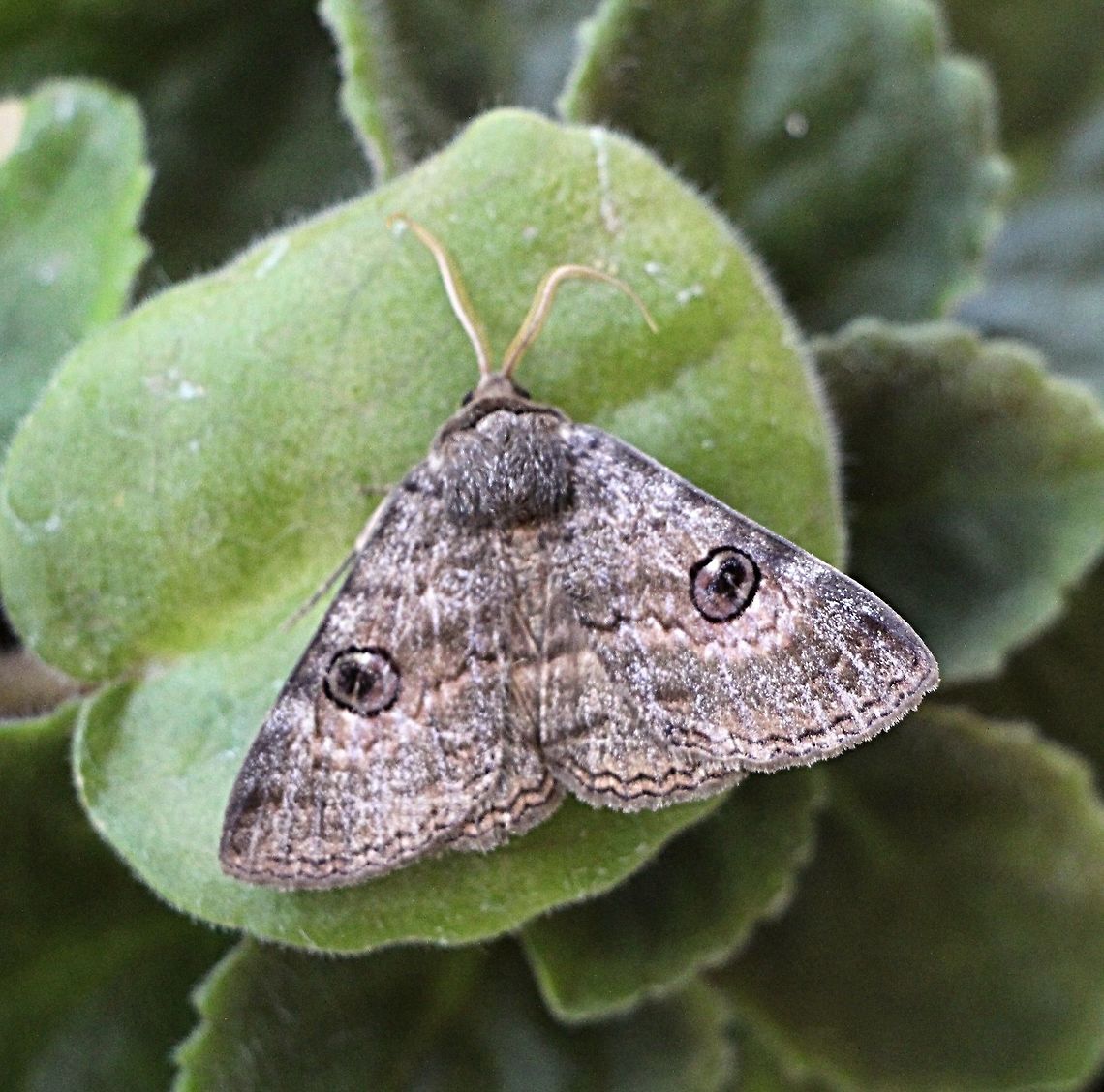 Southern Old Lady Moth - Dasypodia selenophora Seems to be a very variable species . Australia,Dasypodia ew,Dasypodia selenophora,Eamw moth,Geotagged,Mundoolun,Southern Old Lady Moth,Winter
