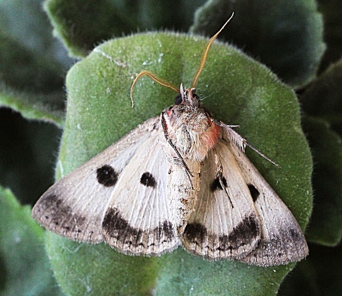 Underside of Southern Old Lady Moth - Dasypodia selenophora  Australia,Dasypodia ew,Dasypodia selenophora,Eamw moth,Geotagged,Southern Old Lady Moth,Winter
