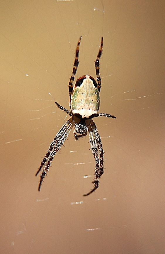 Eastern grass orb weaver - Plebs ebernus  Australia,Eamw spiders,Eamw spiders Orbweavers,Eastern Grass Orb-weaver,Geotagged,Plebs eburnus,Winter