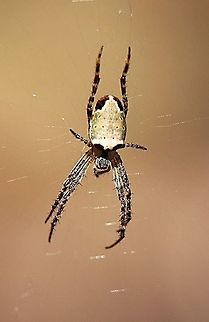 Eastern grass orb weaver - Plebs ebernus  Australia,Eamw spiders,Eamw spiders Orbweavers,Eastern Grass Orb-weaver,Geotagged,Plebs eburnus,Winter